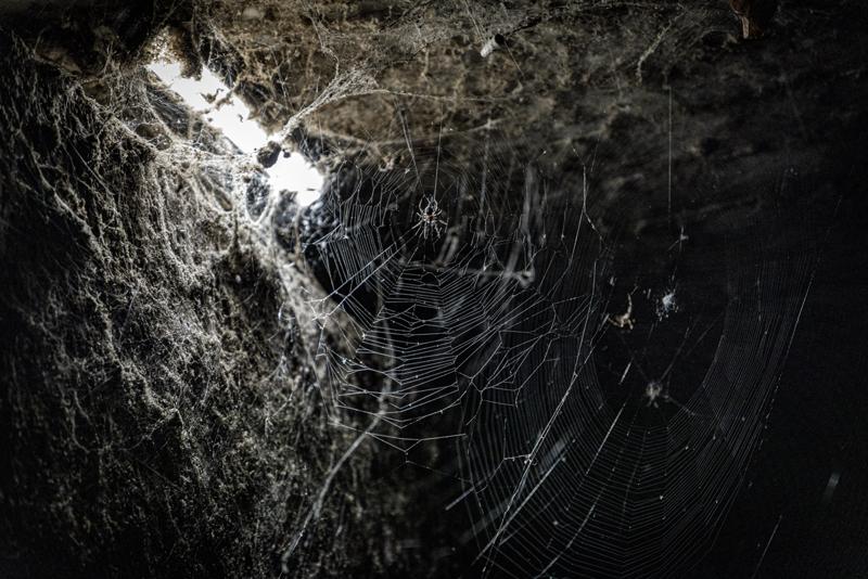 spiders-2023-09-19-3.jpg