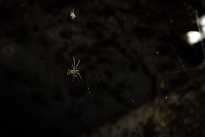 spiders-2023-09-19-8.jpg