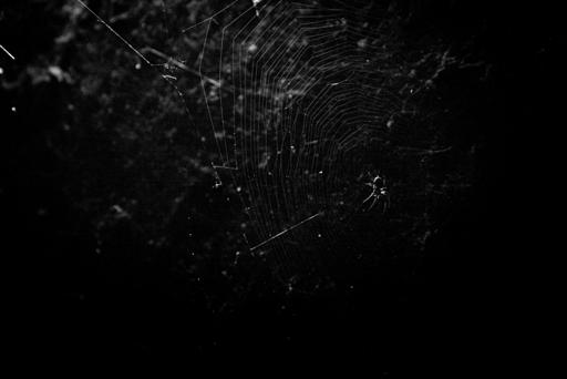 spiders-2023-09-19-10.jpg