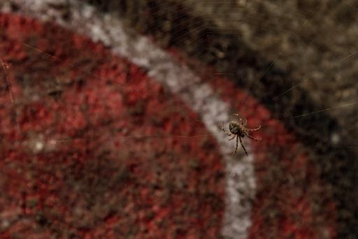 spiders-2023-09-19-11.jpg