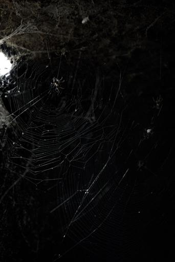 spiders-2023-09-19-2.jpg