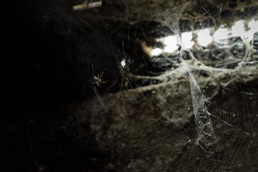 spiders-2023-09-19-4.jpg