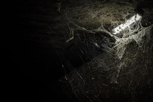 spiders-2023-09-19-5.jpg