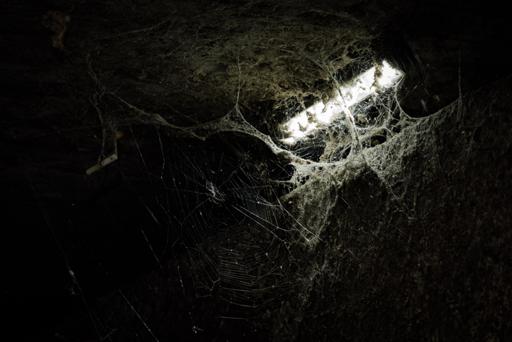 spiders-2023-09-19-7.jpg