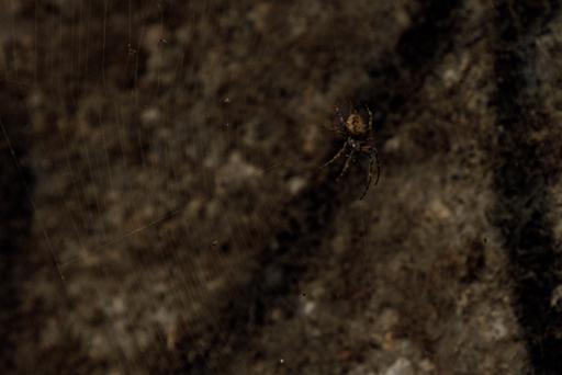 spiders-2023-09-19-9.jpg